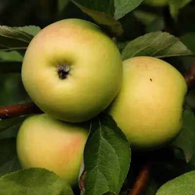 Яблоня ДАНИЛА в Жодино