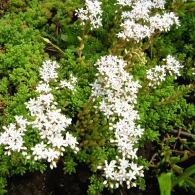 Очиток (седум) ХЛОРОТИКУМ белый в Жодино