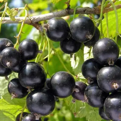 Смородина чёрная НЕСТЕР КОЗИН в Жодино