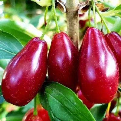 Кизил ВЛАДИМИРСКИЙ в Жодино