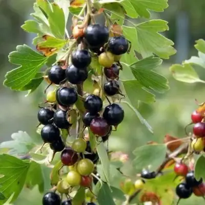 Смородина золотистая ПЛОТНОМЯСАЯ в Жодино