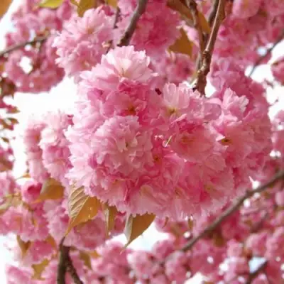 САКУРА  в Жодино