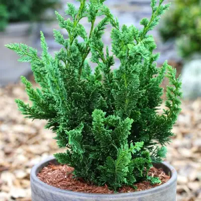 Кипарисовик ВИСЕЛЛИ лавсона в Жодино