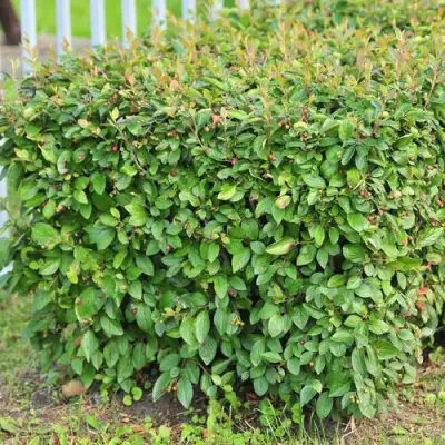 Кизильник блестящий в Жодино