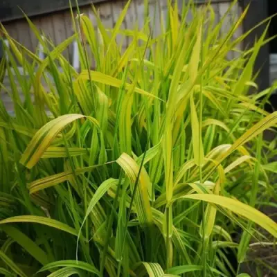 Фалярис АРКТИК САН тростниковый в Жодино