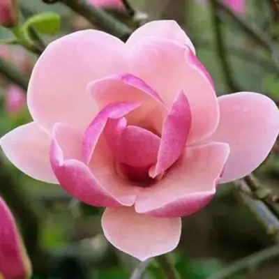 Магнолия РУСТИКА РУМБА в Жодино