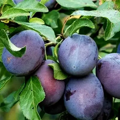 Слива ВЕНГЕРКА БЕЛОРУССКАЯ в Жодино