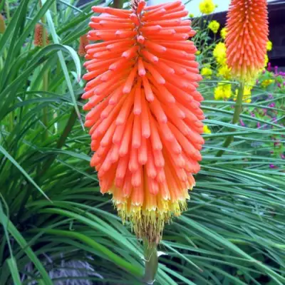 Книфофия БЕНГАЛ ФАЕР гибридная в Жодино