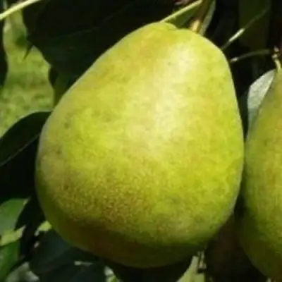 Груша ЛАГОДНАЯ в Жодино