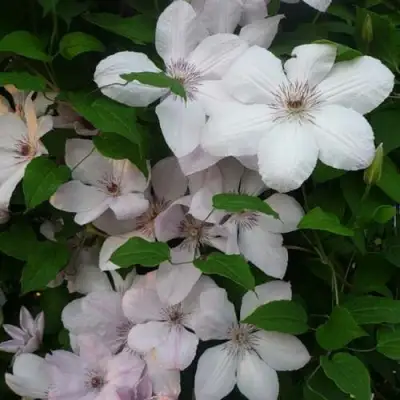 Клематис ИОАНН ПАВЕЛ 2 в Жодино