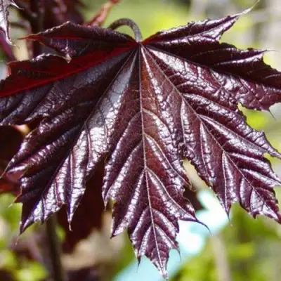 Клен КРИМСОН КИНГ остролистный в Жодино