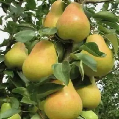 Груша ЛЮБИМИЦА ЯКОВЛЕВА в Жодино