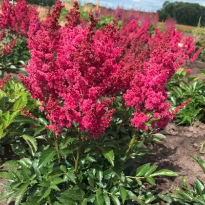 Астильба ЛАКИ ДЕЙ Арендса в Жодино