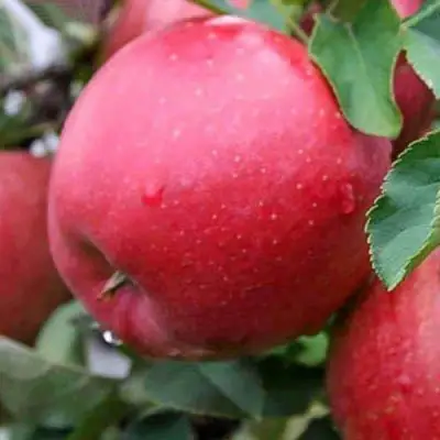 Яблоня ЧЕМПИОН в Жодино