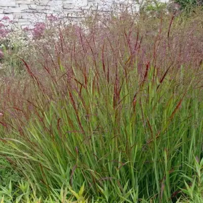 Просо ШЕНАНДО прутьевидное в Жодино