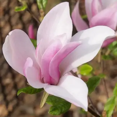 Магнолия БЕТТИ в Жодино