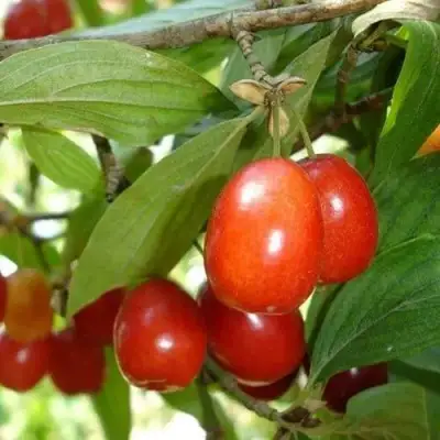 Кизил КОРАЛЛОВЫЙ МАРКА в Жодино