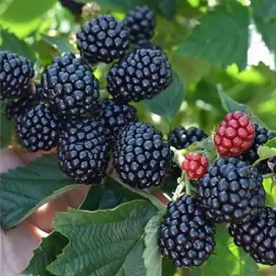 Ежевика ПОЛАР бесшипная  в Жодино