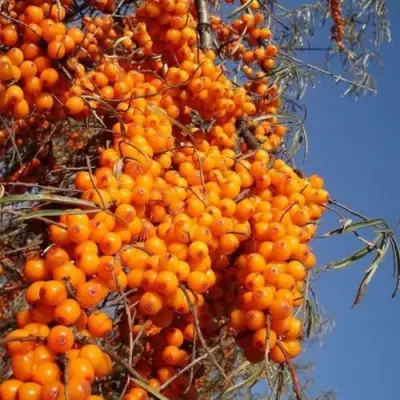 Облепиха СУДАРУШКА в Жодино