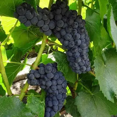 Виноград ВЭЛИАНТ в Жодино