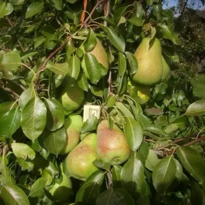 Груша БЕРЕ ЛЮКА в Жодино