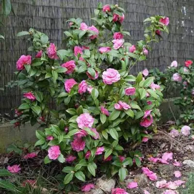 Камелия ДЕББИ в Жодино