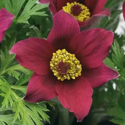 Прострел ПИНВИЛ РЕД ШЕЙДЕС в Жодино