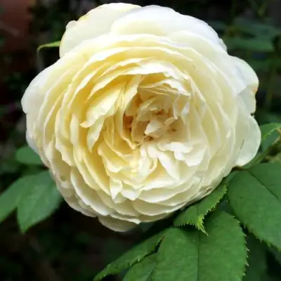 Роза КЛЭР ОСТИН английская в Жодино