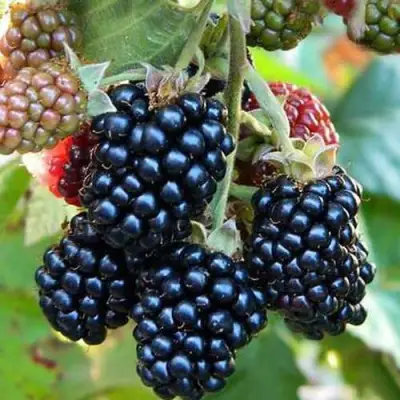 Ежевика ДЖАМБО бесшипная  в Жодино