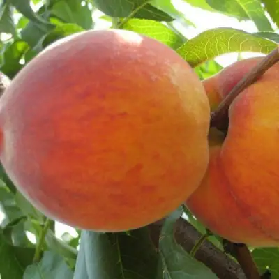 Персик СОЧНЫЙ в Жодино