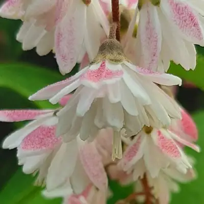 Дейция РОЗЕА ПЛЕНА в Жодино