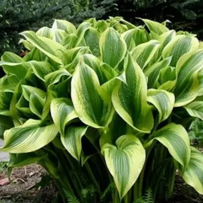 Хоста АУРЕОМАРГИНАТА в Жодино