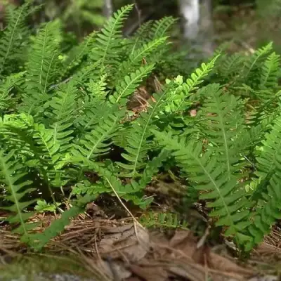 Многоножка обыкновенная в Жодино