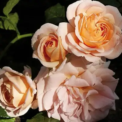 Роза ГЕЙША чайно-гибридная в Жодино