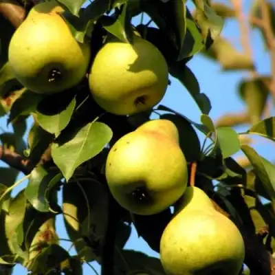 Груша НЕЖНОСТЬ колонновидная	 в Жодино