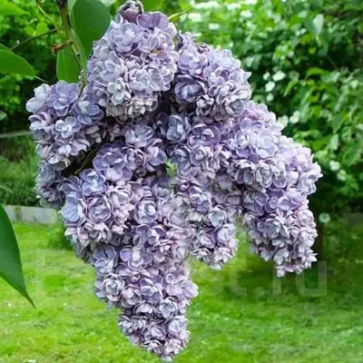 Сирень АМИ ШОТТ в Жодино