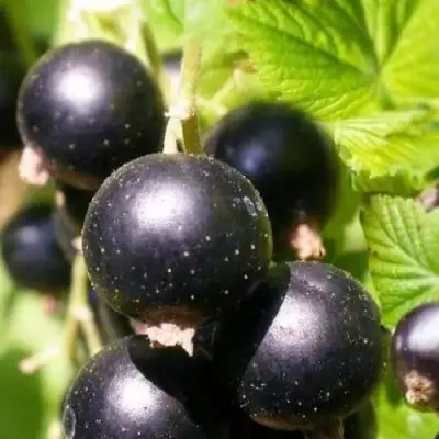 Смородина черная ЧЕРНООКАЯ в Жодино