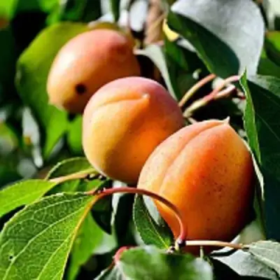 Абрикос БАЙ в Жодино