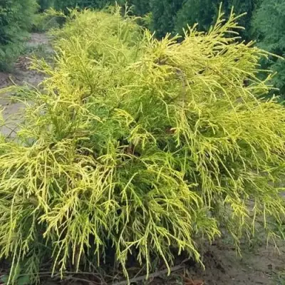 Кипарисовик ФИЛИФЕРА АУРЕА горохоплодный в Жодино