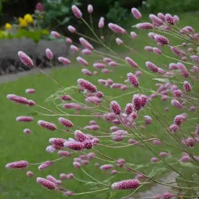 Кровохлебка РОК ЭНД РОЛЛ в Жодино