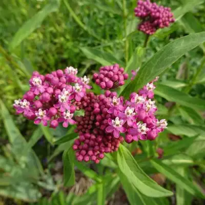 Ваточник МЯСО-КРАСНЫЙ в Жодино