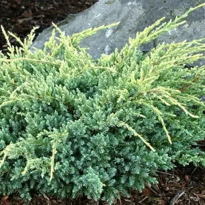 Можжевельник ХОЛГЕР чешуйчатый в Жодино