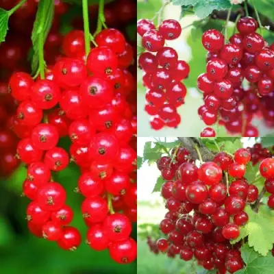 Комплект КРАСНЫЙ УРОЖАЙ в Жодино