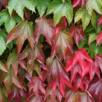 Девичий виноград тройчатый ВИЧИ в Жодино