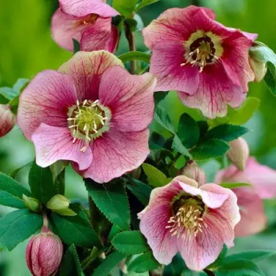 Морозник ВОСТОЧНЫЙ в Жодино