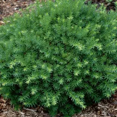 Тис ХИКСИ средний в Жодино