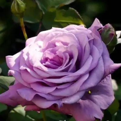 саженцы розы Лугдунум