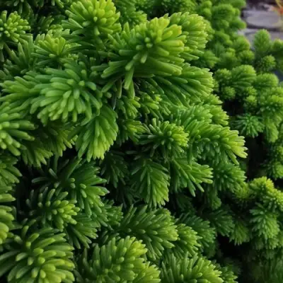 Ель ЛИТЛ ДЖЕМ обыкновенная в Жодино