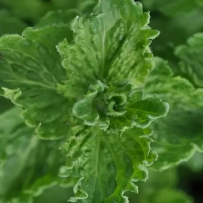 Мята КРИСПА в Жодино