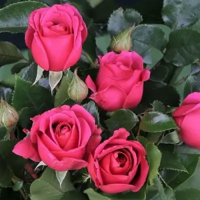 Роза ЛАВ ЛЕТТЕР флорибунда в Жодино